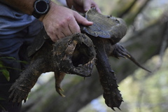 Macrochelys temminckii