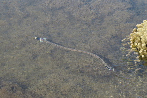 Black-neck snake eel (Ophichthus cephalozona) — Ophichthidae — 4