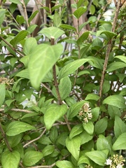 Hydrangea paniculata