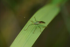 Leptocorisa chinensis