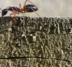Camponotus consobrinus