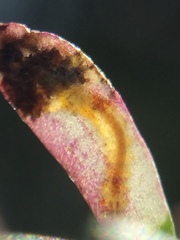 Stigmella aigialeia