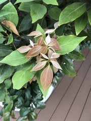 Neolitsea sericea