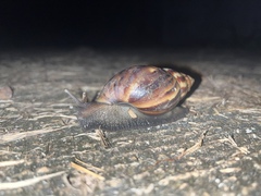 Lissachatina