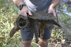 Macrochelys temminckii