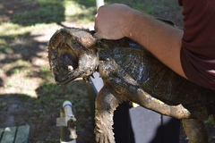 Macrochelys temminckii