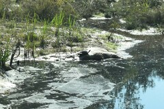 Pseudemys concinna concinna