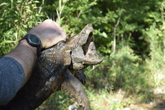 Macrochelys temminckii