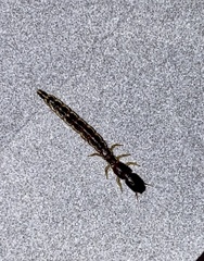 Phaeostigma