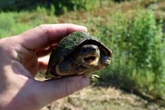 Sternotherus carinatus