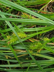 Carex lupuliformis