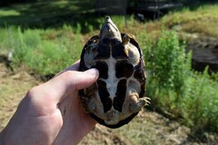Sternotherus carinatus
