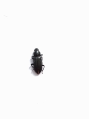 Tenebrionoidea