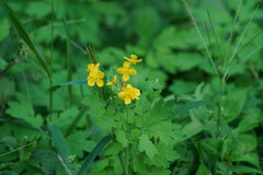 Chelidonium asiaticum