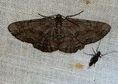 Iridopsis vellivolata