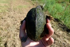 Sternotherus carinatus