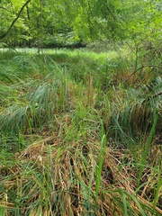 Carex lupuliformis