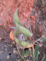 Asclepias eriocarpa