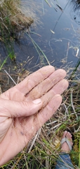 Agrostis capillaris