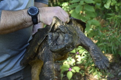 Macrochelys temminckii