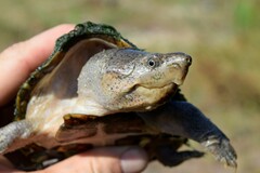 Sternotherus carinatus
