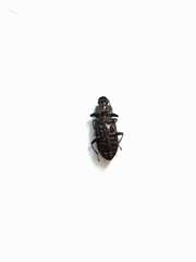 Tenebrionoidea