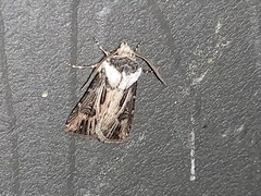 Agrotis venerabilis