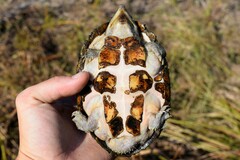 Sternotherus carinatus