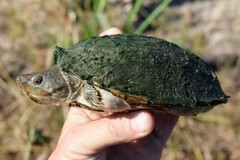 Sternotherus carinatus