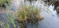 Agrostis capillaris