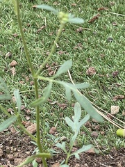 Hymenothrix dissecta