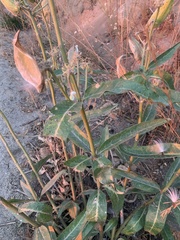 Asclepias eriocarpa