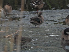 Anas crecca carolinensis