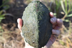 Sternotherus carinatus