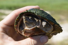 Sternotherus carinatus