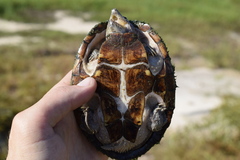 Sternotherus carinatus