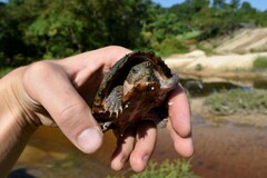 Sternotherus carinatus