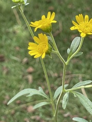 Hymenothrix dissecta