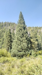 Picea pungens