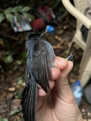 Elminia nigromitrata