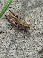 Calliptamus abbreviatus