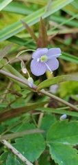 Veronica scutellata