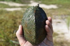 Sternotherus carinatus