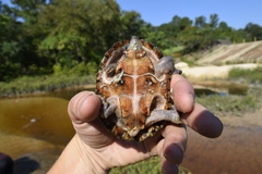 Sternotherus carinatus