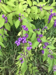 Callicarpa