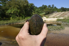 Sternotherus carinatus