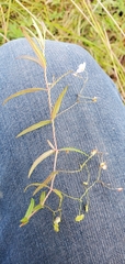 Veronica scutellata
