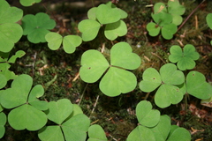 Oxalis