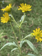 Hymenothrix dissecta