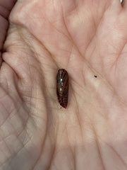 Eucereon myrina